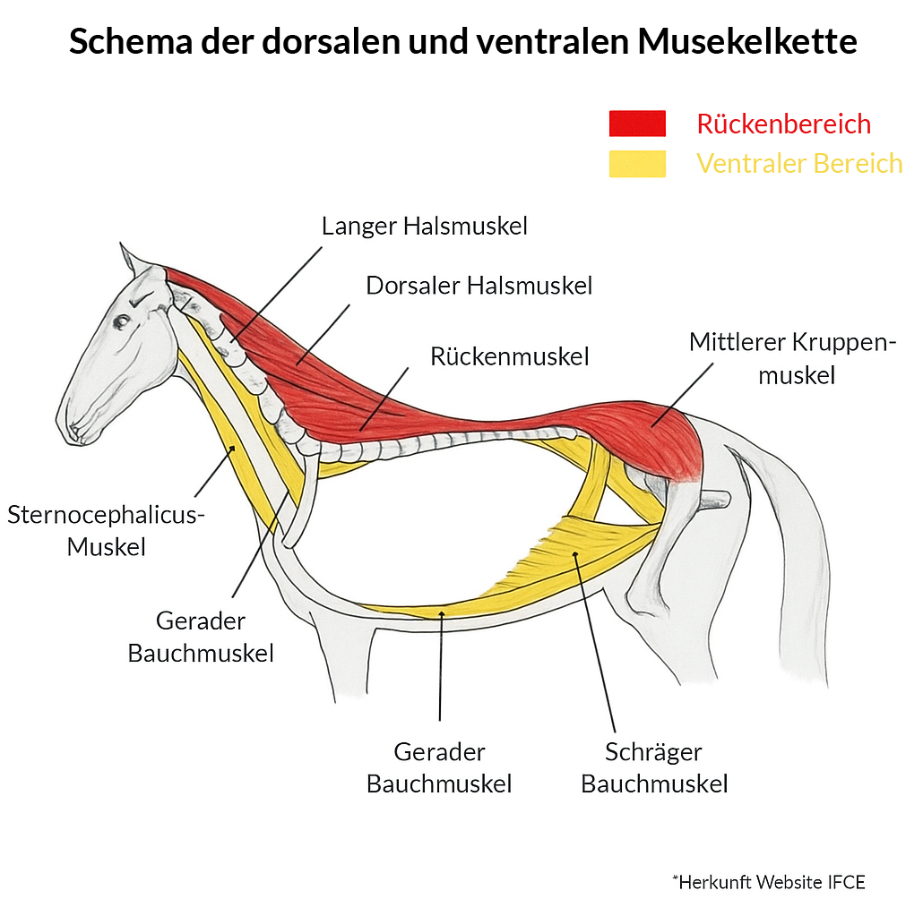 Schéma Dorsalgie cheval